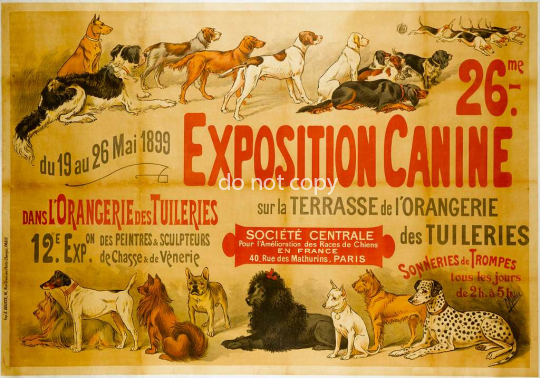 26me exposition canine sur la terrasse de lorangerie des tui